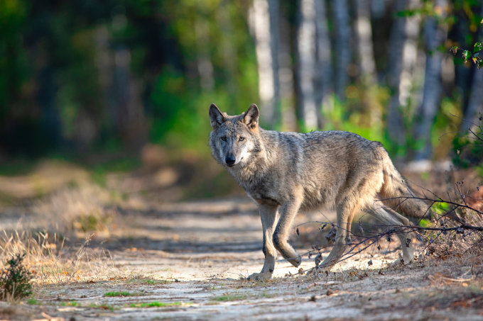 Der NABU informiert über die Lebensweise des Wolfs. - Foto: NABU/Kathleen Gerber