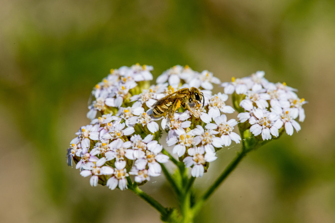 Dichtpunktierte Goldfurchenbiene auf Achillea millefolia - Foto: NABU/Peter Klüber